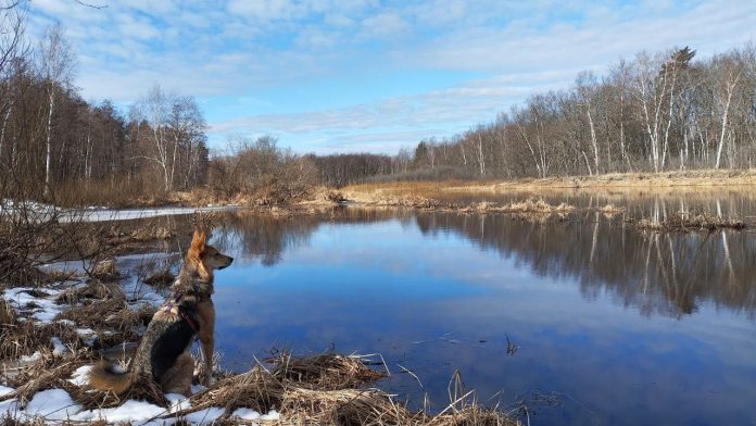 Пра Окский заповедник 29.03.25
