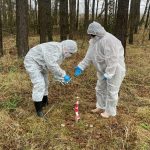 В лесах Спасского района раскладывают брикеты с вакцинами от бешенства