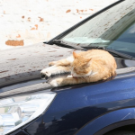 Рязанцам рассказали, как оплатить платную парковку при отсутствии интернета