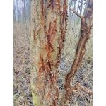 В Спасском районе медведь разодрал дерево и сломал бобровую хатку