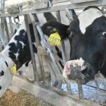 Рязанская область получит дополнительно почти три миллиона рублей на развитие племенного животноводства