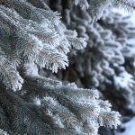 Небольшой снег и до -19°С ночью обещают рязанцам 2 января