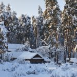 Январь стал самым снежным за всю историю метеонаблюдений в Окском заповеднике