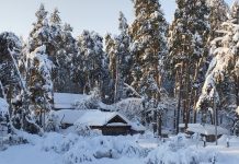 Январь стал самым снежным за всю историю метеонаблюдений в Окском заповеднике