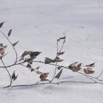 24 февраля в Рязанской области пройдет небольшой снег