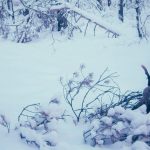 В Окском заповеднике в морозную зиму лоси часто обедают лежа