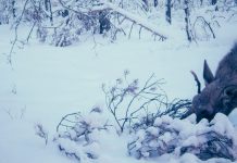 В Окском заповеднике в морозную зиму лоси часто обедают лежа