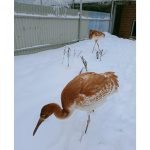 Пять стерхов встречают свою первую зиму в питомнике редких видов журавлей Окского заповедника