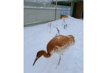 Пять стерхов встречают свою первую зиму в питомнике редких видов журавлей Окского заповедника