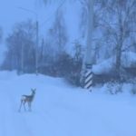 Детеныша косули заметили в селе Городковичи Спасского округа