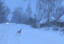 Детеныша косули заметили в селе Городковичи Спасского округа