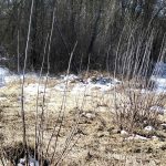 В Спасском округе оштрафовали собственника заброшенной земли на 50 тысяч рублей