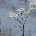 2 марта в Рязанской области осадков не ожидается