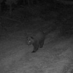 Фотоловушки Окского заповедника зафиксировали проснувшегося медведя