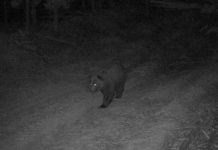 Фотоловушки Окского заповедника зафиксировали проснувшегося медведя