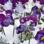 20 апреля в Рязанской области ожидается мокрый снег