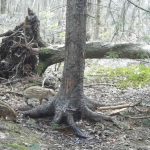 В Окском заповеднике на камеру попали кабанята
