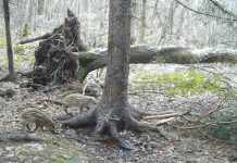 В Окском заповеднике на камеру попали кабанята