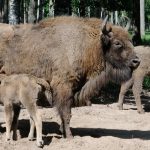 Месси, Меланхолик, Меэльф и Мелавр появились на свет в Окском заповеднике