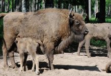 Месси, Меланхолик, Меэльф и Мелавр появились на свет в Окском заповеднике