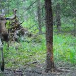За последние несколько дней в фотоловушку Окского заповедника попались глухарь, заяц и огромный лось