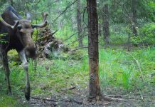 За последние несколько дней в фотоловушку Окского заповедника попались глухарь, заяц и огромный лось