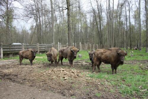 Мемувин-со-стадом Мемувин-в-центре-Медорис-крайняя-слева